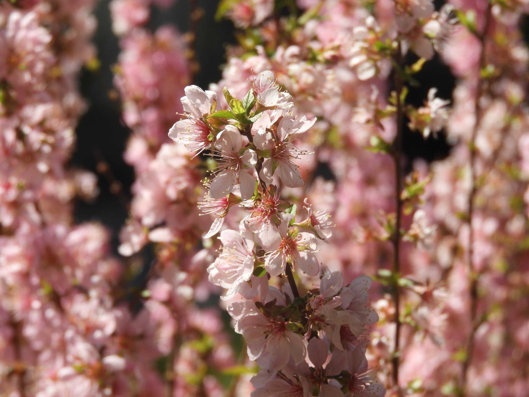 Blooming Spring Flowers by Gracie Jones