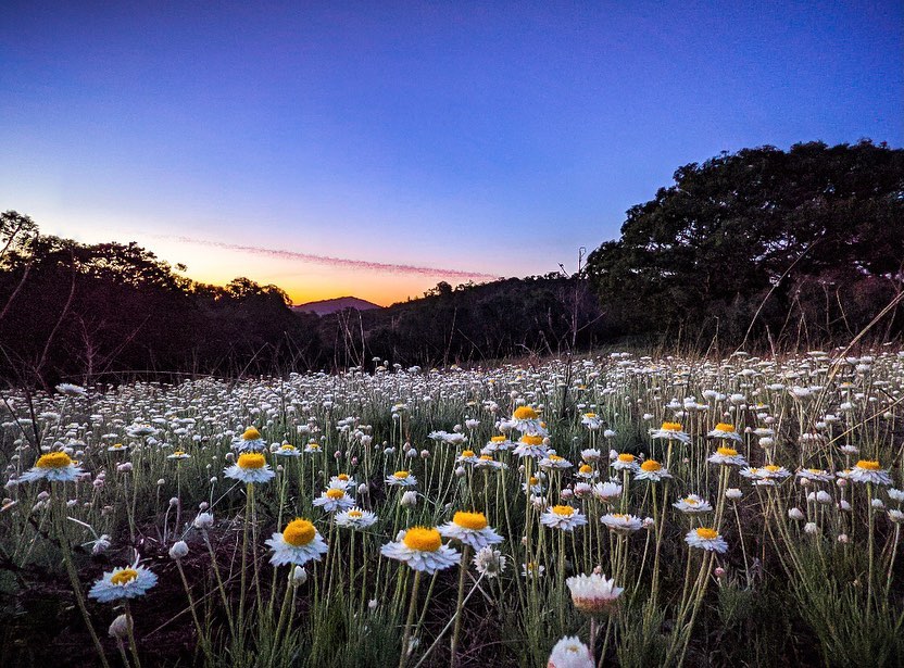 Springbloom Sunset at Farrer Ridge by Jake Gumley